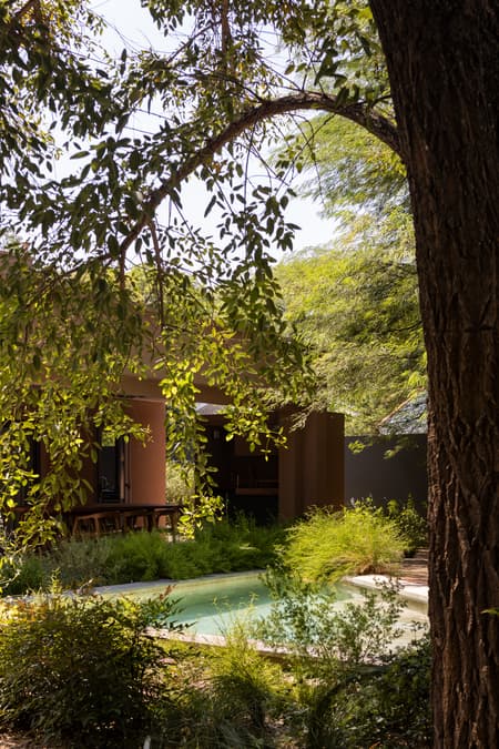 House around the Tree